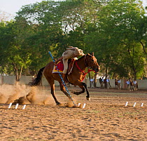 A traditionally dressed officer from the Ahmedabad Police, gallops on a bay Thoroughbred horse (Equus caballus) during a tent-pegging competition, Ahmedabad Police Station, Ahmeedabad, Gujarat, India.