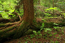 Western hemlock (Tsuga heterophylla) growing on a nurse log in inland temperate rainforest, Goat Range Provincial Park, British Columbia, Canada. July 2007