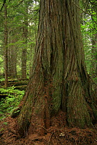 Trunk of Western red cedar tree (Thuja plicata) in inland temperate rainforest, Goat Range Provincial Park, British Columbia, Canada. July 2007