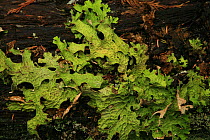Tree lungwort (Lobaria pulmonaria) growing on a log in inland temperate rainforest, Goat Range Provincial Park, British Columbia, Canada.