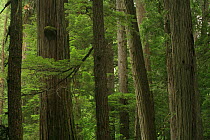 Trunks of Western red cedar trees (Thuja plicata) and Western hemlock trees (Tsuga heterophylla) in inland temperate rainforest, Goat Range Provincial Park, British Columbia, Canada. July 2007
