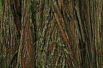 Bark detail of Western red cedar tree (Thuja plicata) in temperate rainforest, Upper Incomappleux Valley, British Columbia, Canada.