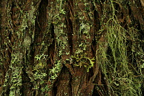 Lichen growing on the bark of Western red cedar tree (Thuja plicata) in temperate rainforest, Upper Incomappleux Valley, British Columbia, Canada.