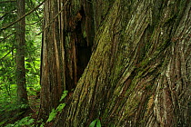 Trunks of massive Western red cedar trees (Thuja plicata) in temperate rainforest, Upper Incomappleux Valley, British Columbia, Canada.  The upper Incomappleux valley contains the largest surviving r...
