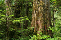 Trunk of a Western red cedar tree (Thuja plicata) and Western hemlock trees (Tsuga heterophylla) in temperate rainforest, Upper Incomappleux Valley, British Columbia, Canada.  The upper Incomappleux...