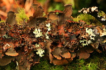 Fringed kidney lichen (Nephroma helveticum) in temperate rainforest, Upper Incomappleux Valley, British Columbia, Canada.
