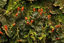 Detail of Dog lichen (Peltigera polydactylon), showing fruiting body (apothecia), in temperate rainforest, Upper Incomappleux Valley, British Columbia, Canada.