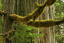 Moss on the branches of Western hemlock tree (Tsuga heterophylla) with the trunk of Western red cedar tree (Thuja plicata) behind, in temperate rainforest, Upper Incomappleux Valley, British Columbia,...