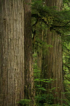 Trunks of Western hemlock trees (Tsuga heterophylla) and Western red cedar trees (Thuja plicata), in temperate rainforest, Upper Incomappleux Valley, British Columbia, Canada.   July 2007