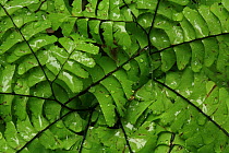 Frond detail of Maidenhair fern (Adiantum pedatum) with raindrops, in temperate rainforest, Upper Incomappleux Valley, British Columbia, Canada.