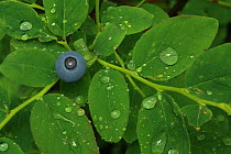 Oval-leaved huckleberry (Vaccinium ovalifolium) with fruit and raindrops, in temperate rainforest, Upper Incomappleux Valley, British Columbia, Canada.