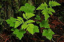Oak fern (Gymnocarpium dryopteris), in temperate rainforest, Upper Incomappleux Valley, British Columbia, Canada.