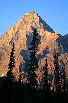 Forest of Engelmann spruce (Picea engelmannii) and Subalpine fir (Abies lasiocarpa) silhouettes in early morning light against Limestone Peak, Kootenay National Park, British Columbia, Canada. World H...