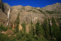View to Helmet Falls with forest of Engelmann spruce (Picea engelmannii) and subalpine fir (Abies lasiocarpa), Kootenay National Park, British Columbia, Canada. World Heritage Site Helmet Falls at 1,...