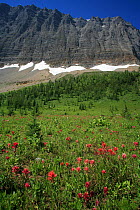 Alpine paintbrush flowers (Castilleja rhexifolia) and other alpine flowers, with the Rockwall in the background, Kootenay National Park, British Columbia, Canada. World Heritage Site July 2007