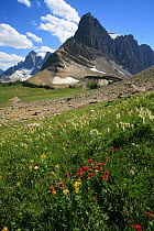 Alpine paintbrush flowers (Castilleja rhexifolia) and other alpine flowers on the Rockwall Trail with Mt Gray in the background, Kootenay National Park, British Columbia, Canada. World Heritage Site J...