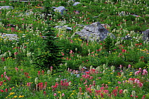 Engelmann spruce tree (Picea engelmannii), Alpine paintbrush flowers (Castilleja rhexifolia) and other flowers including Beargrass, in alpine meadow along the Rockwall trail, Kootenay National Park, B...