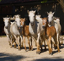 White Camargue mares (Equus caballus) and brown foals are herded during the transhumance, in Tarascon, Camargue, Provence, France. June 2008