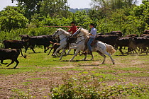Two Gardians (Traditional French cowboys) riding horses (Equus caballus) to herd Camargue bulls, in Camargue, Provence, France. June 2008
