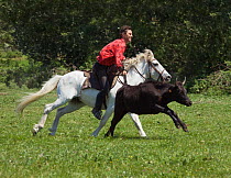 A Gardian (Traditional French cowboy) riding a Camargue gelding catches a Camargue bull by its tail, Camargue, Provence, France. June 2008