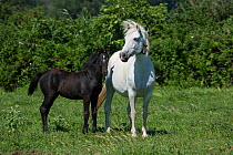 A white Camargue mare (Equus caballus) and her dark foal stand in Camargue, Provence, France.