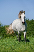 Portrait of a white Camargue mare (Equus caballus) trotting in a field, in Camargue, Provence, France.