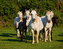 A herd of Camargue mares (Equus caballus) and foals stand in Camargue, Provence, France.