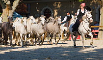 Two Gardians (Traditional French cowboys) herd their Camargue mares (Equus caballus) and foals, during the transhumance, in Tarascon, Camargue, Provence, France. June 2008