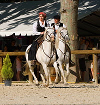 Two Gardians (Traditional French cowboys) ride their Camargue horses (Equus caballus) during the transhumance, in Tarascon, Camargue, Provence, France. June 2008