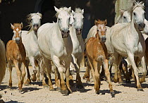 Camargue mares (Equus caballus) and foals are herded during a transhumance, at Tarascon, Camargue, Provence, France. June 2008