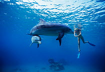 Dolphin trainer swimming with Bottlenosed dolphins (Tursiops truncatus) Dolphin Reef, Eilat, Israel, Red Sea. Model released Model released.