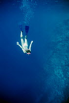 Free diver diving down thorugh water, Sinai, Egypt, Red Sea Model released Model released.