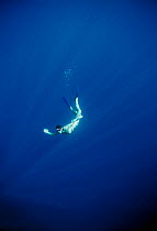 Free diver diving down thorugh water, waving, Sinai, Egypt, Red Sea Model released Model released.