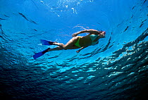 Free diver exploring blue water beside coral reef, Sinai, Egypt, Red Sea Model released Model released.