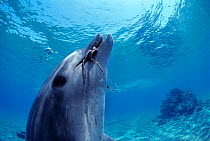 Wild Bottlenose dolphin (Tursiops truncatus) playing with Reef octopus (Octopus cyanae), Nuweiba, Egypt, Red Sea.