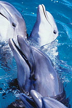 Bottlenose dolphins (Tursiops truncatus) surfacing, communicating, captive, Dolphin Reef, Eilat, Israel, Red Sea.