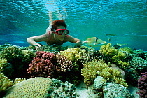 Free diver observing Picasso / Lagoon triggerfish (Rhinecanthus aculeatus) on coral reef, Sinai, Egypt, Red Sea Model released Model released.
