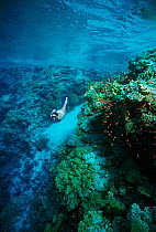 Free diver exploring the edge of a coral reef, Sinai, Egypt, Red Sea Model released Model released.