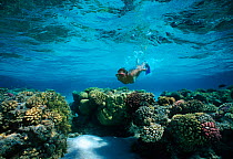 Free diver exploring a coral reef, Sinai, Egypt, Red Sea Model released Model released.