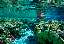 Free diver swimming over coral reef, Sinai, Egypt, Red Sea Model released Model released.