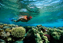 Free diver swimming in shallow water over coral reef, Sinai, Egypt, Red Sea Model released Model released.