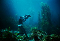 Terry Maas free diving filmmaker filming in Giant kelp forest, Anacapa Isaland, California, Pacific Ocean Model released Model released.