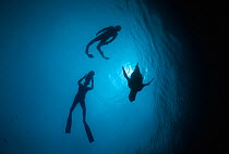 Silhouette of two free divers swimming beside a Californian sealion (Zalophus californianus) Anacapa Island, California, Pacific Ocean Model released Model released.