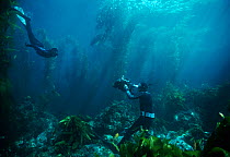 Man filming his daughter free diving amongst Giant kelp forest, Anacapa Island, California, Pacific Ocean Model released Model released.