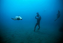Terry Maas filming Californian sealion (Zalophus californianus) swimming underwater, Anacapa Island, California, Pacific Ocean Model released Model released.