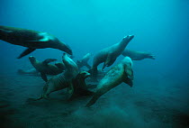 Californian sealions (Zalophus californianus) group swimming and playing underwater, Anacapa Island, California, Pacific Ocean Model released.