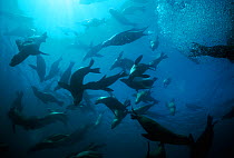 Large group of Californian sealions (Zalophus californianus) swimming and playing underwater, Anacapa Island, California, Pacific Ocean