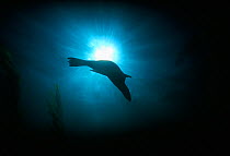Silhouette of Californian sealion (Zalophus californianus) swimming underwater, Anacapa Island, California, Pacific Ocean