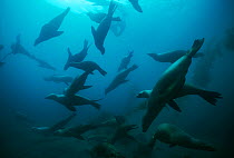 Large group of Californian sealions (Zalophus californianus) swimming underwater, Anacapa Island, California, Pacific Ocean