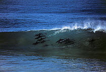 Group of Bottlenose dolphin (Tursiops truncatus) surfing on the waves, KwaZulu Natal, South Africa